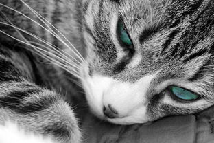 猫超品牌金尿不湿全面解析