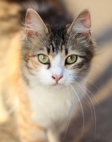 猫超品牌金尿不湿全面解析