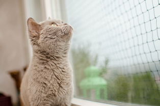猫超品牌金尿不湿全面解析