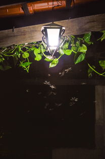 蒂芙尼灯具品牌介绍