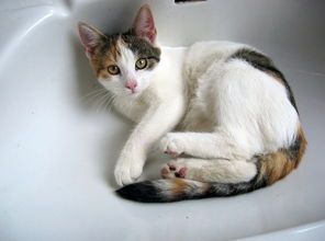 揭秘猫干洗品牌排行，哪家才是你的心头好？