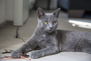 揭秘猫干洗品牌排行，哪家才是你的心头好？