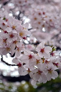日本樱花洗面奶品牌大盘点，美肤界的樱花雨来袭！