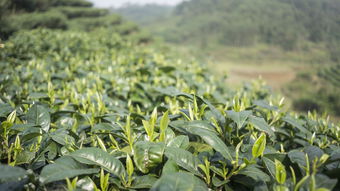 大连碧螺春茶叶品牌加盟攻略