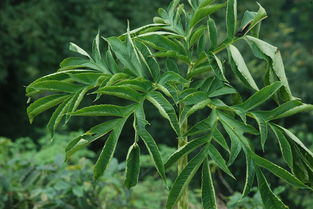 盘点国内植物男士洗面奶品牌，让你清爽一夏！