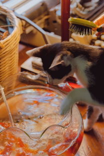 探索猫零食的世界