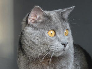 宠物猫咪用品铲子推荐品牌及案例分析