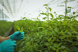 绿色植物食用油品牌排行