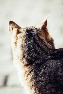 揭秘猫咪干洗手套品牌，宠物生活新宠儿！