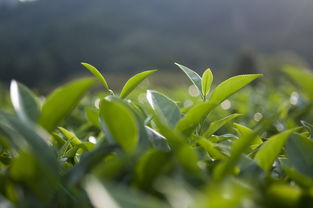 湖南龙井茶叶品牌加盟攻略