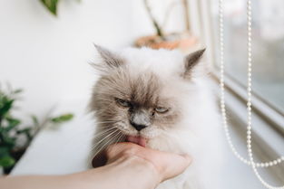 猫奶嘴品牌选择指南—挑选优质品牌，让猫咪享受舒适生活