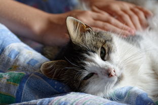 探索汉服上的猫元素，潮流与传统的碰撞