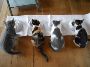探索天津的猫零食天堂—一站式猫粮与玩具选购指南