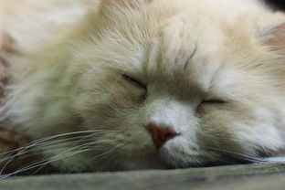 猫咪干洗粉大揭秘，这些品牌让你轻松解决猫咪毛发问题！